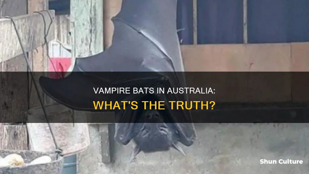 are vampire bats found in australia