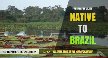 Are Water Lilies Native to Brazil? Exploring Their Origins and Habitat