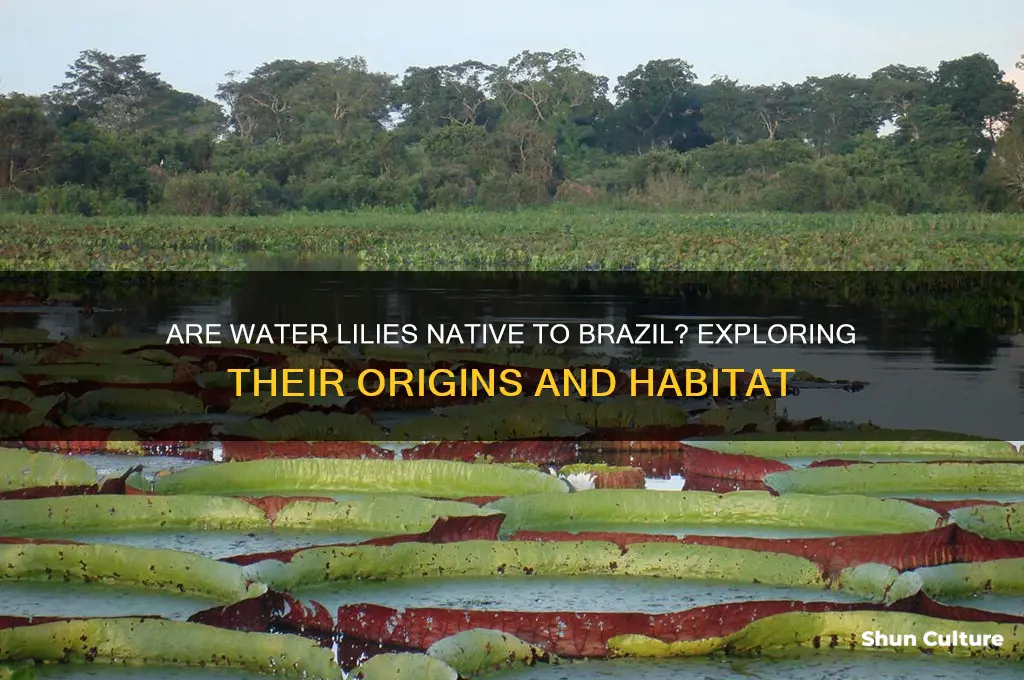 are water lilies native to brazil