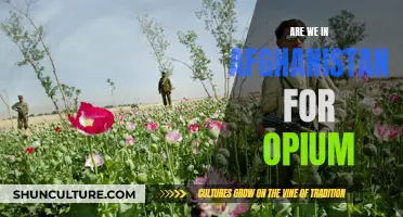 The Opium Factor: Examining the Complexities of the Afghan War