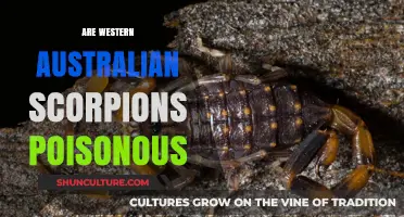 Are Western Australian Scorpions Deadly?