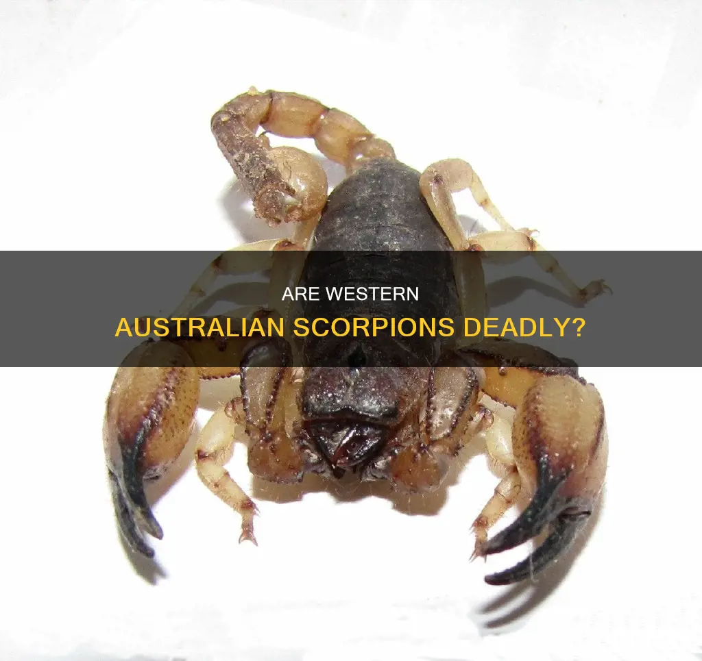 are western australian scorpions poisonous