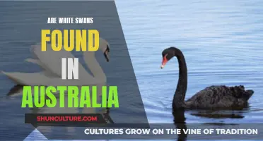 White Swans in Australia: Myth or Reality?