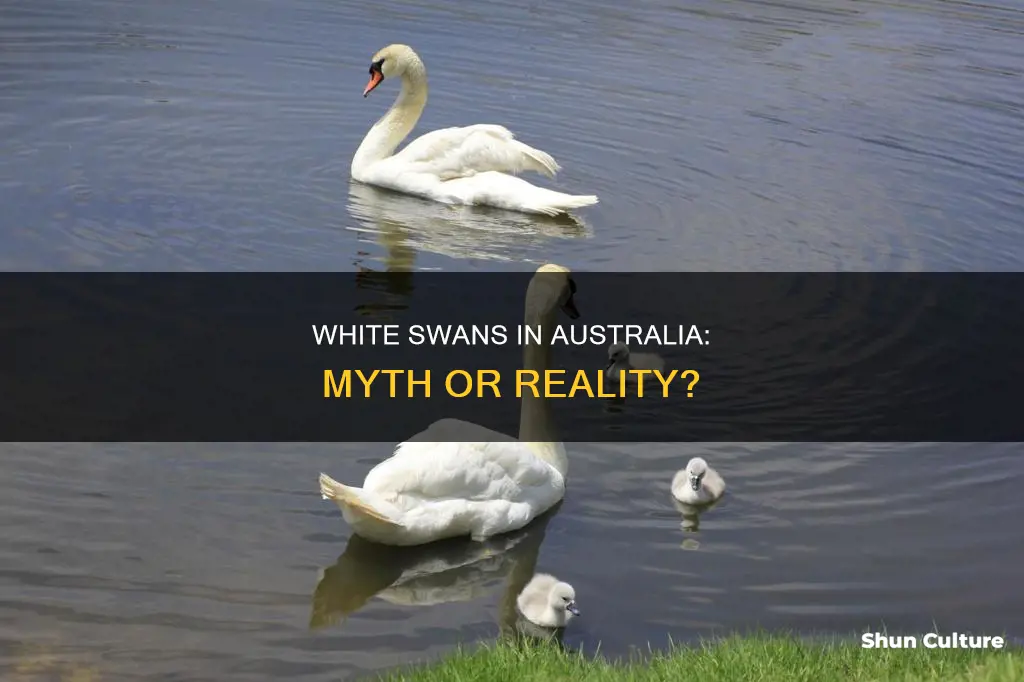 are white swans found in australia
