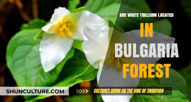 Exploring Bulgaria's Forests: The Elusive White Trillium
