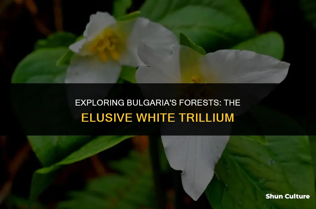 are white trillium located in bulgaria forest