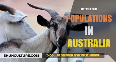 Australian Wild Goats: Population Trends and Insights
