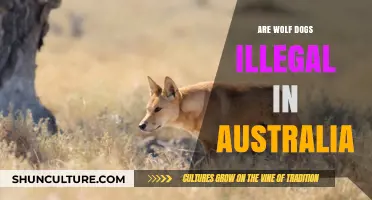 Are Wolf Dogs Legal in Australia? Laws and Restrictions Explained