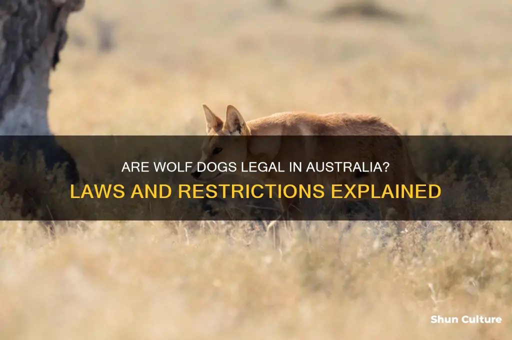 are wolf dogs illegal in australia