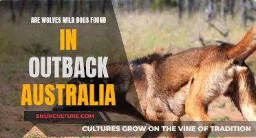 The Wild Outback: Wolves or Dogs?