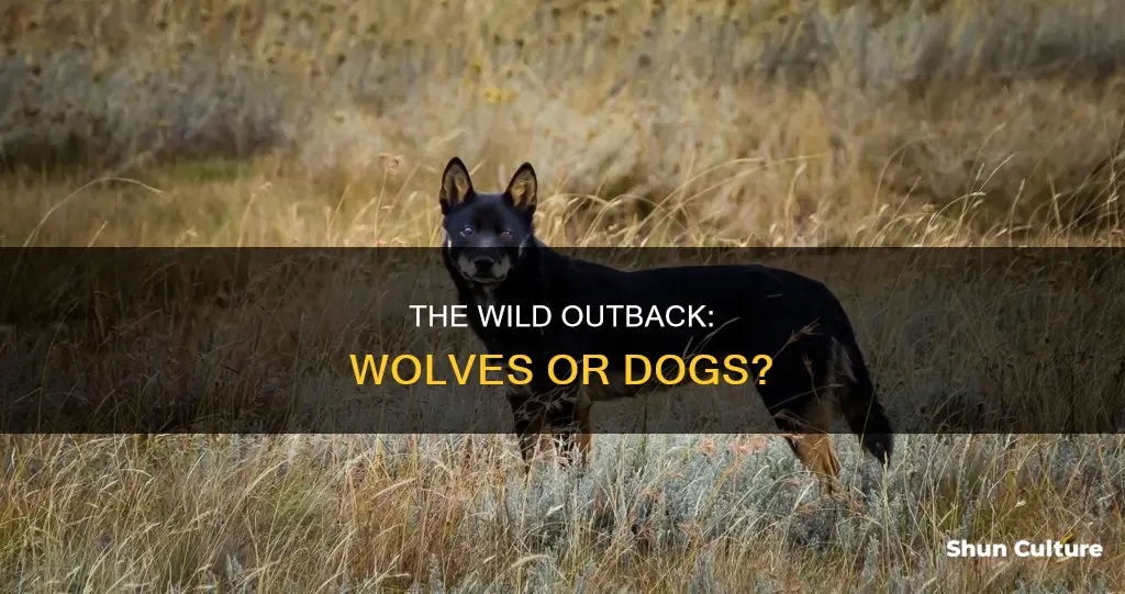are wolves wild dogs found in outback australia