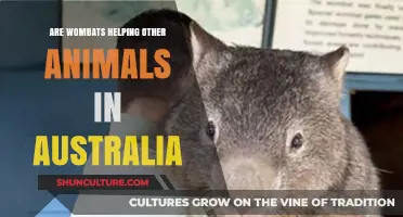 Wombats: Australia's Unsung Heroes of the Animal Kingdom