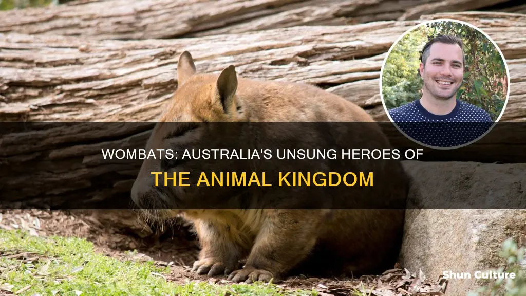 are wombats helping other animals in australia