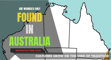 Where Wombats Wander: Australia's Unique Marsupial