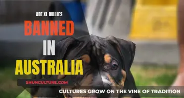 Bullies Down Under: XL Breed Ban in Australia