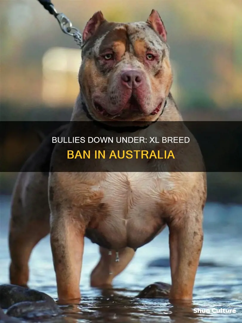 are xl bullies banned in australia