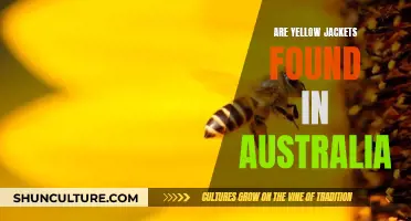 Yellow Jackets in Australia: What You Need to Know