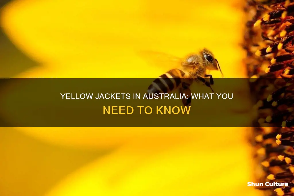are yellow jackets found in australia
