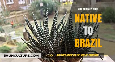 Are Zebra Plants Native to Brazil? Uncovering Their True Origins