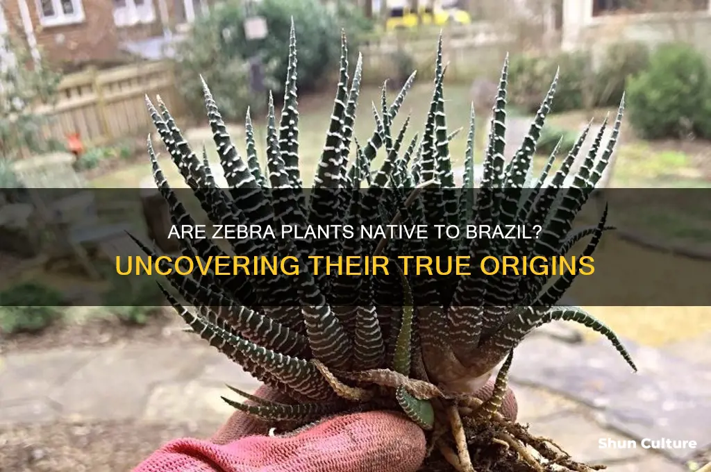 are zebra plants native to brazil