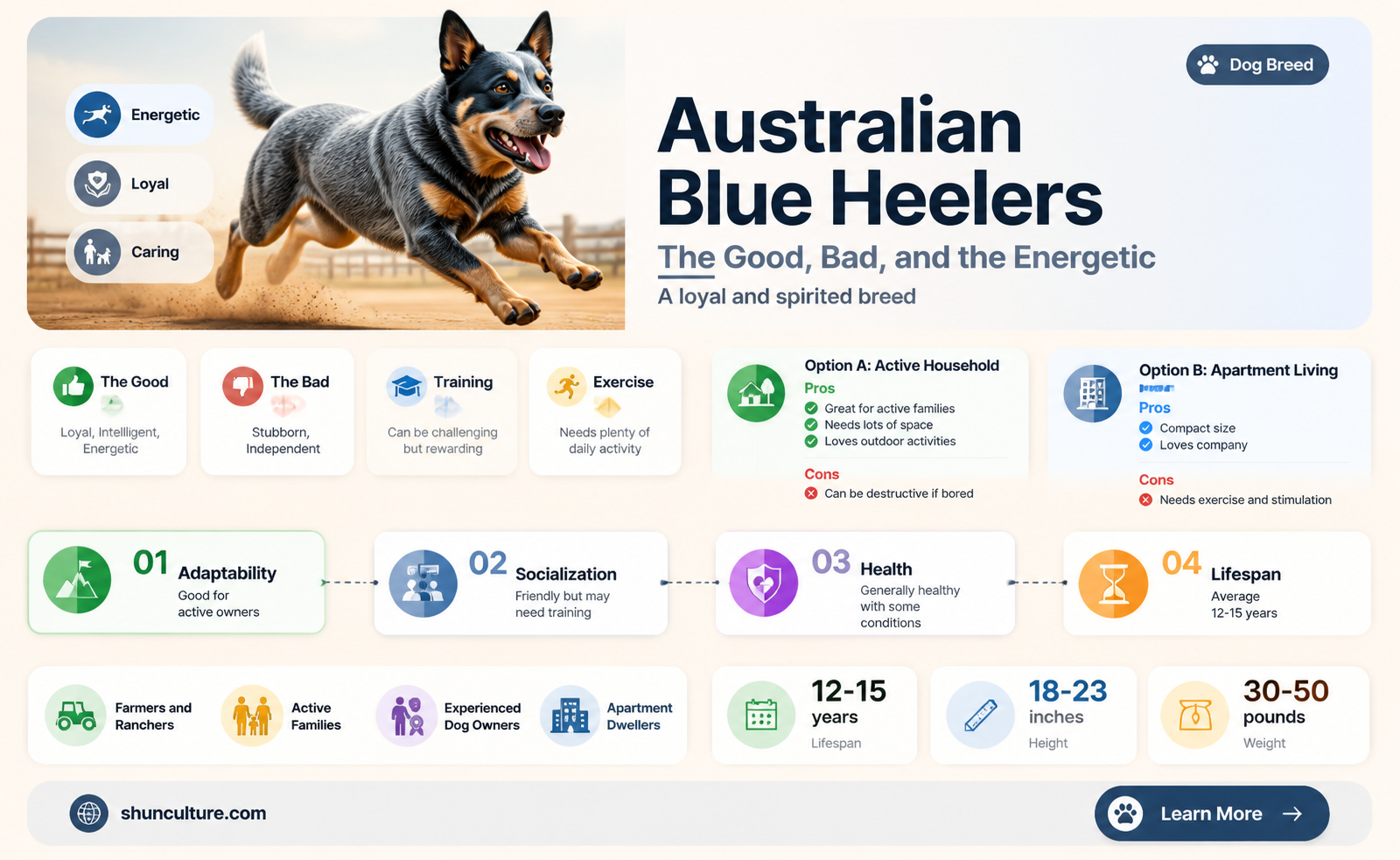 are australian blue heelers good dogs