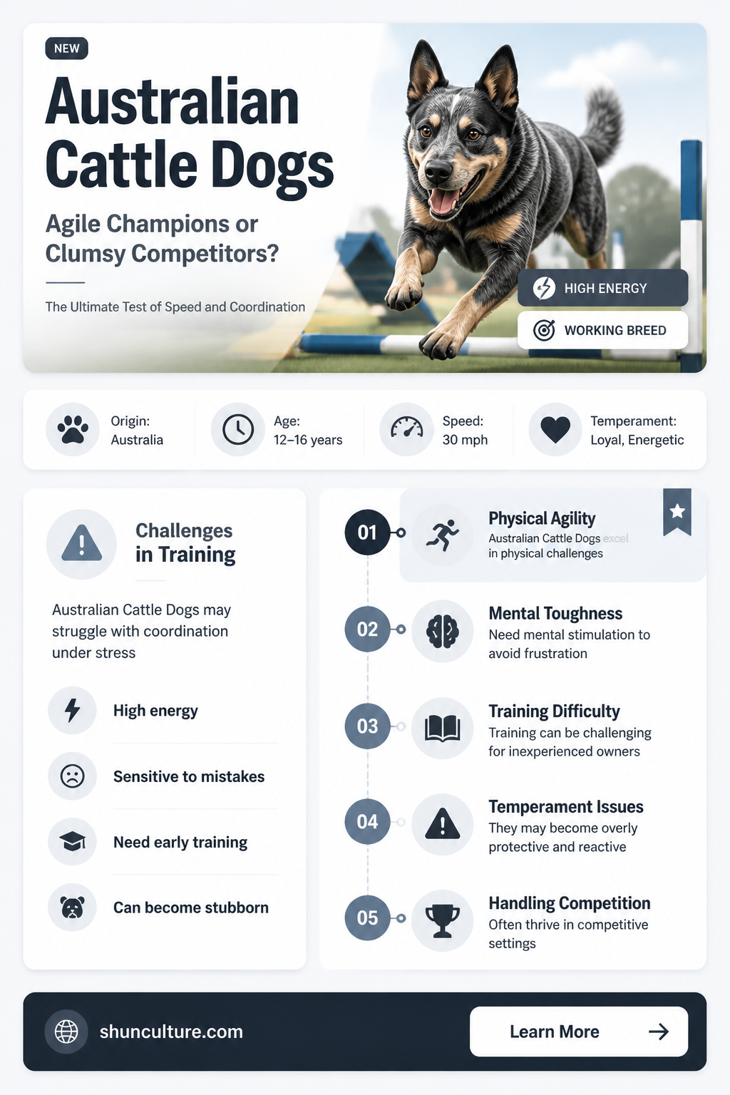 are australian cattle dogs good at agility