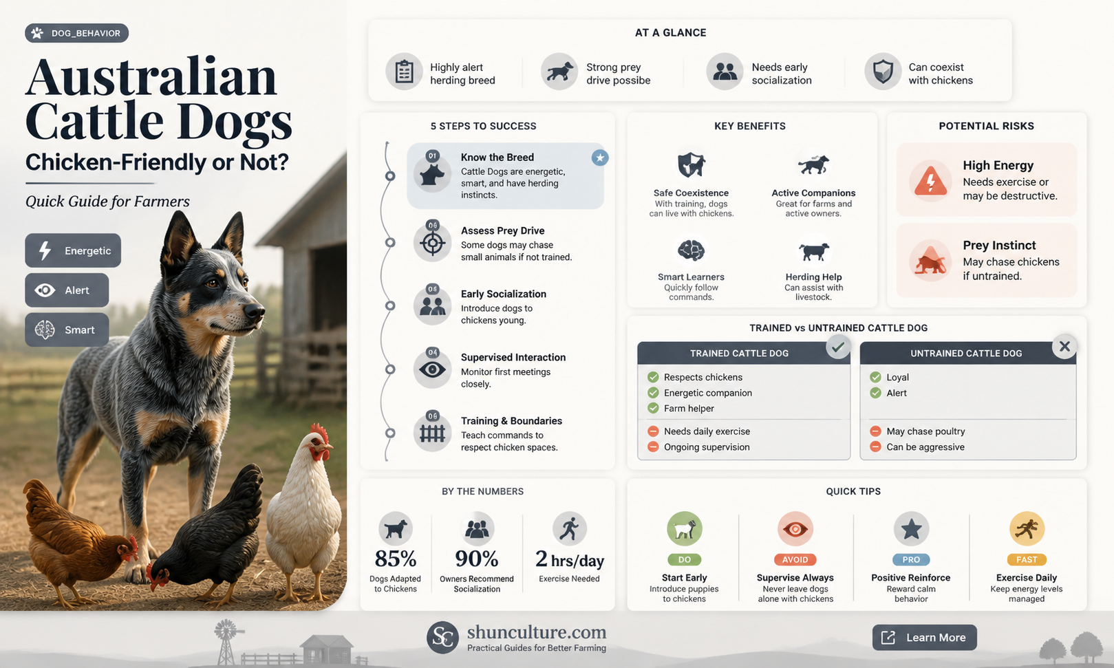 are australian cattle dogs good with chickens