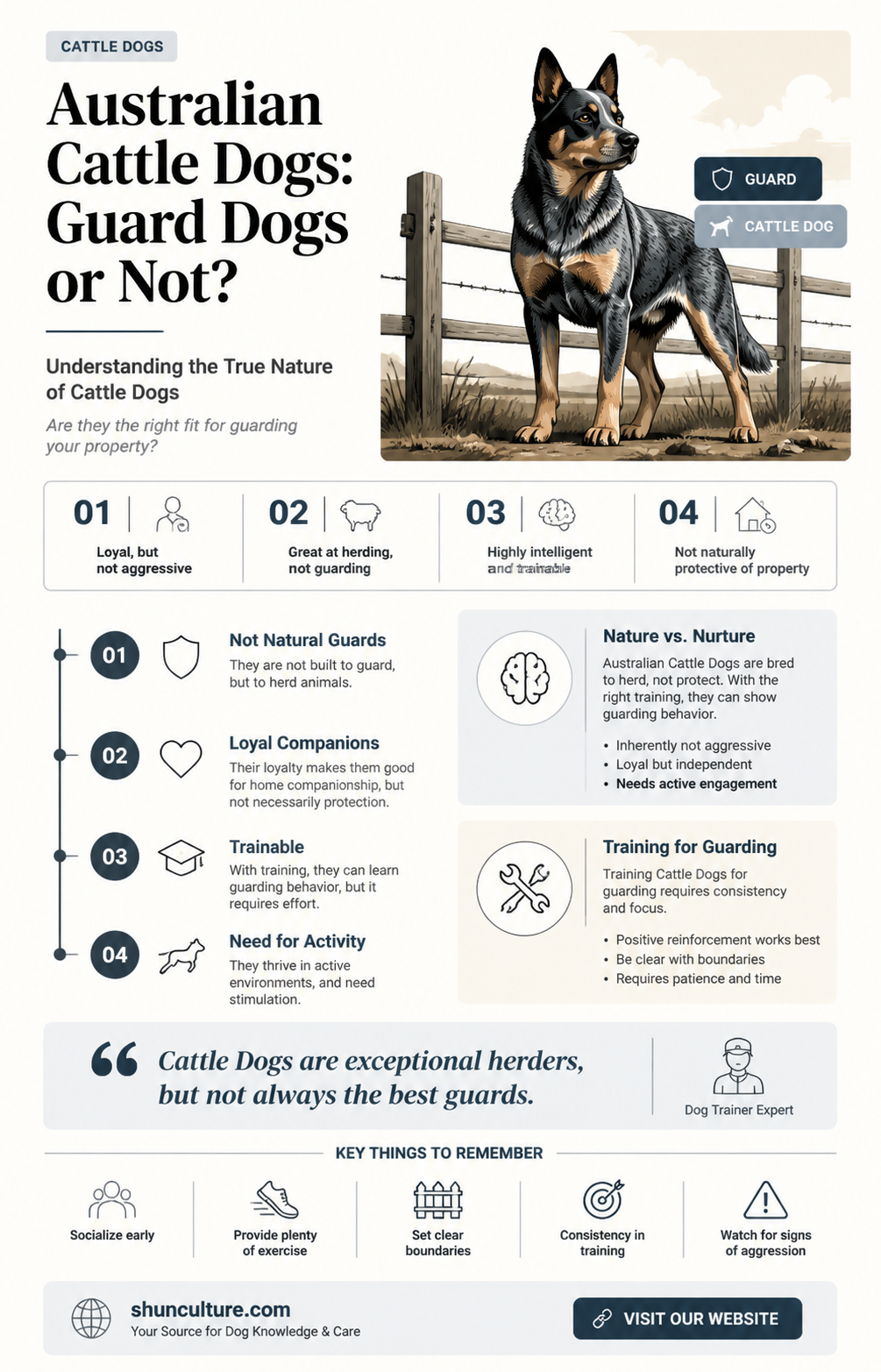 are australian cattle dogs good guard dogs