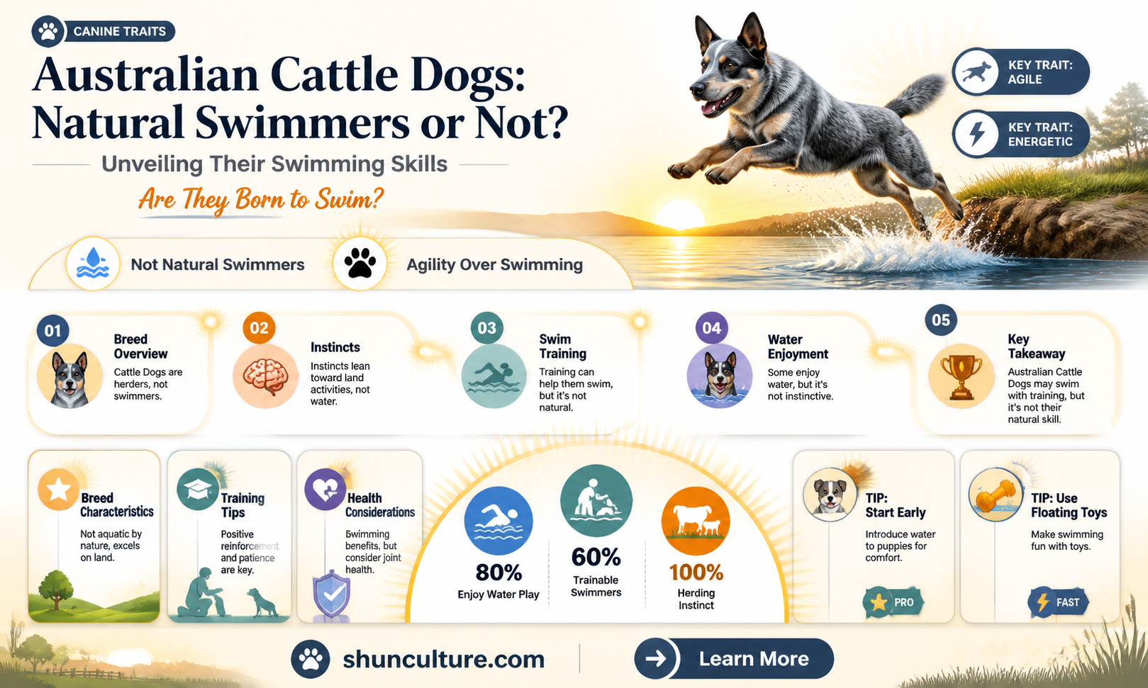 are australian cattle dogs good swimmers