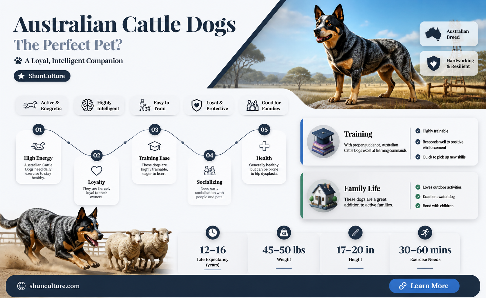 are australian cattle dogs good dogs