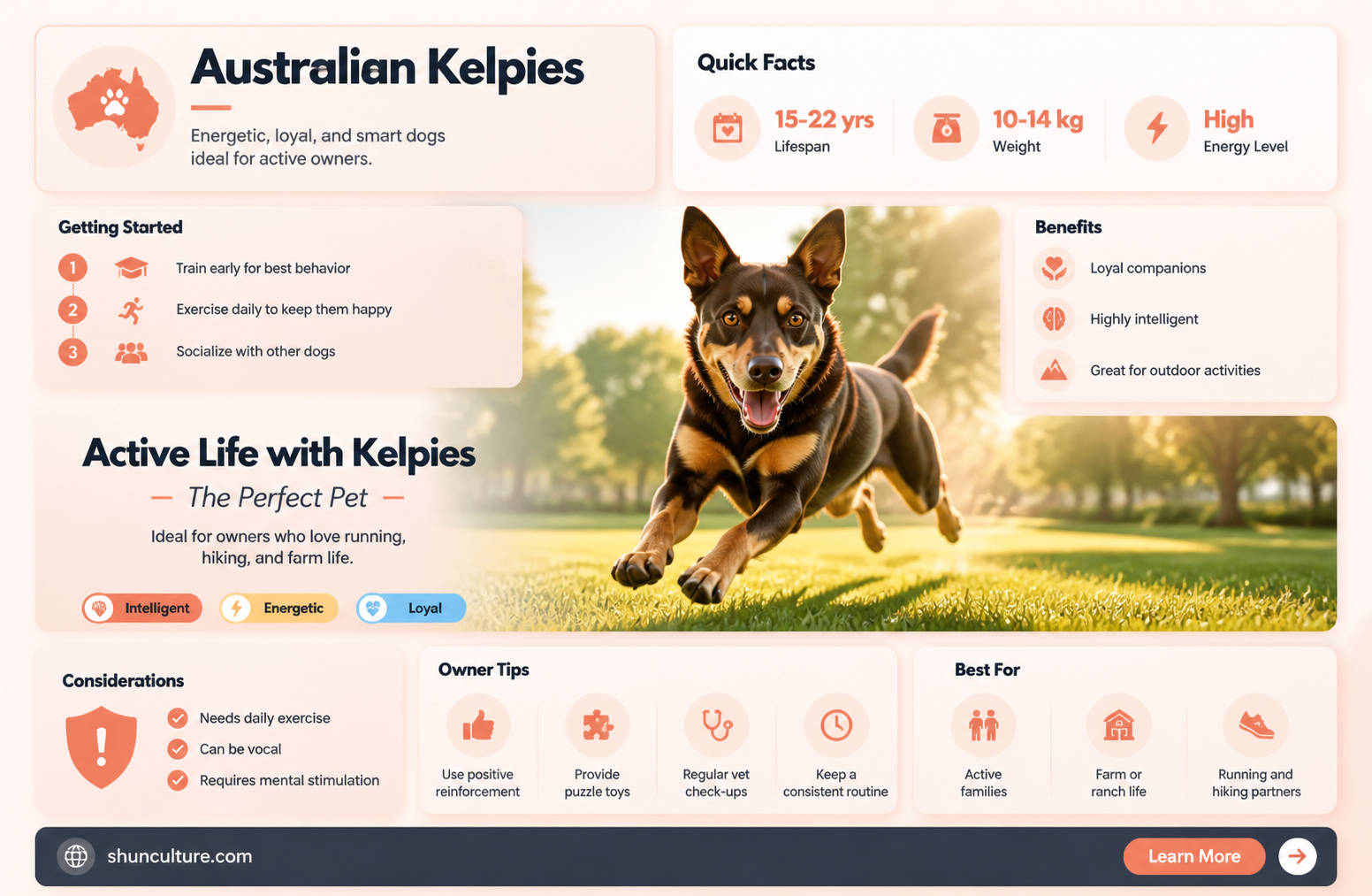 are australian kelpies good pets