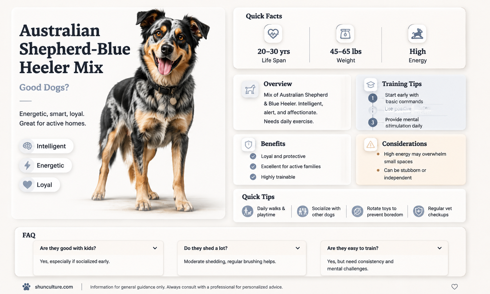 are australian shephard cross blue heeler good dogs