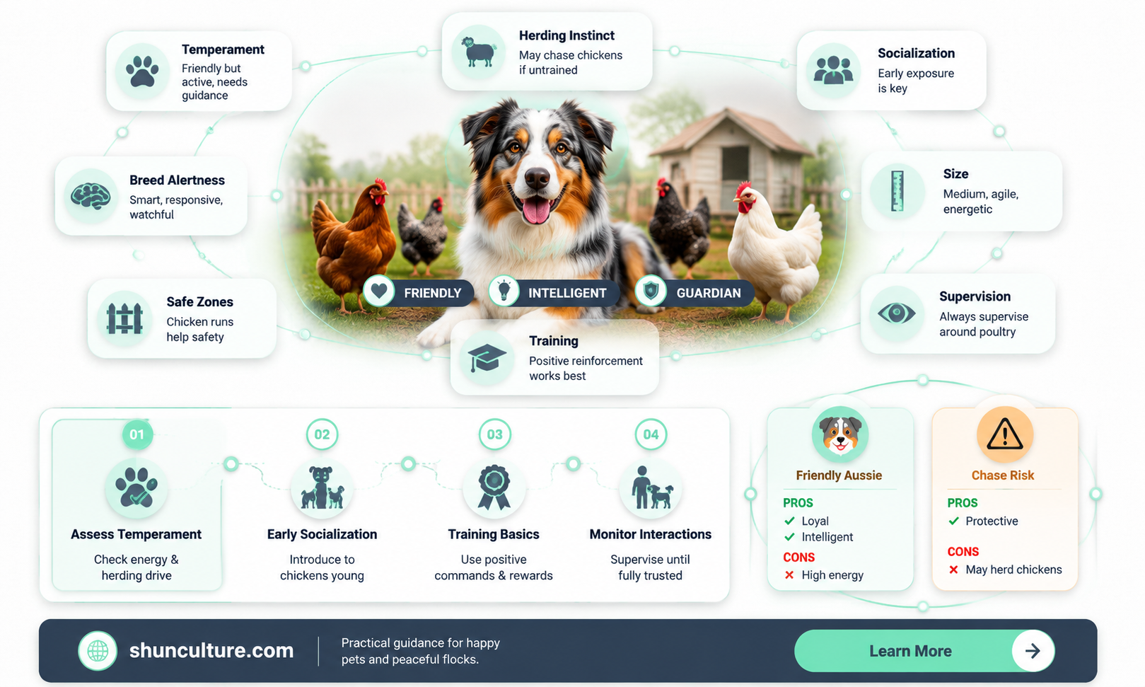 are australian sheppards good with chickens