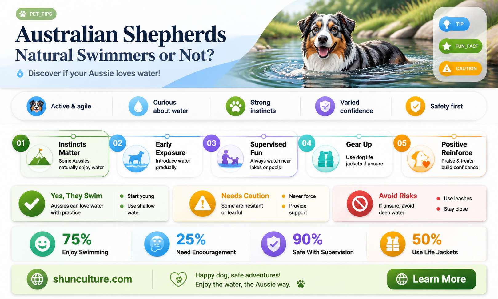 are australian shephards good swimmers