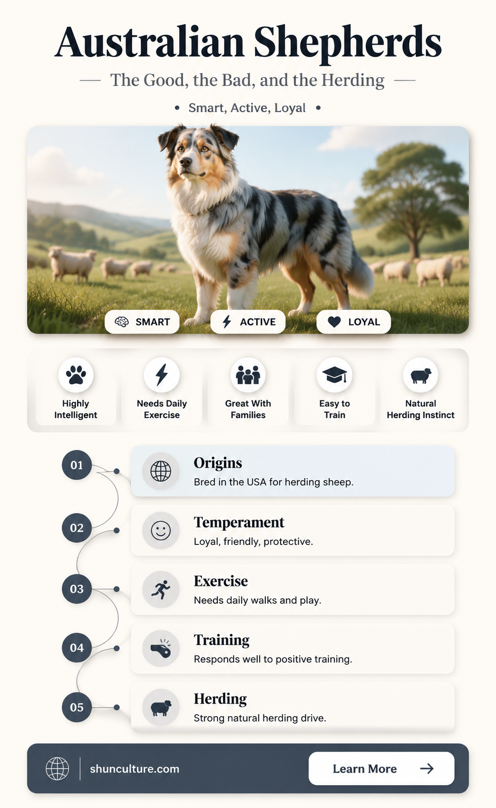 are australian shepards good dogs