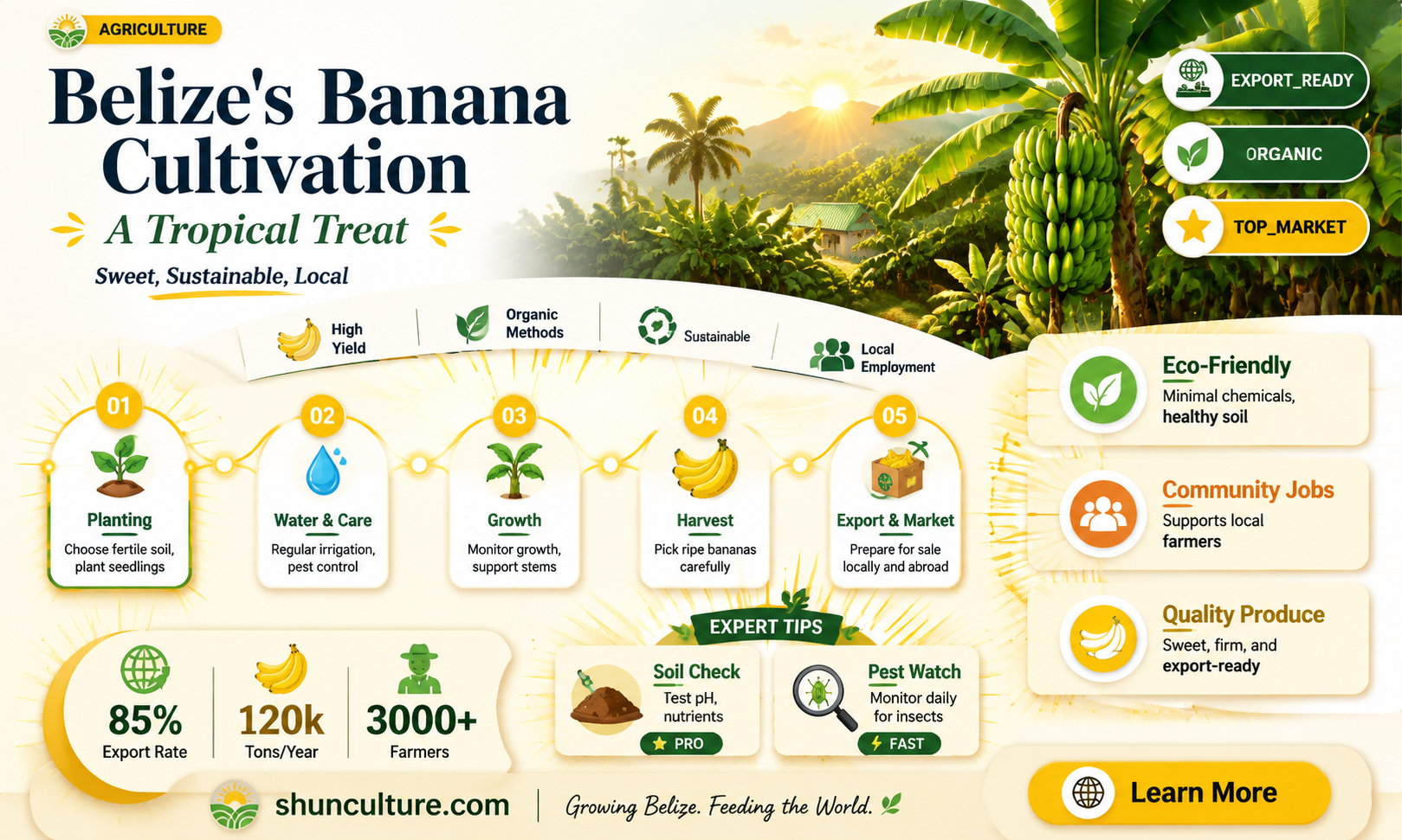are bananas grown in belize
