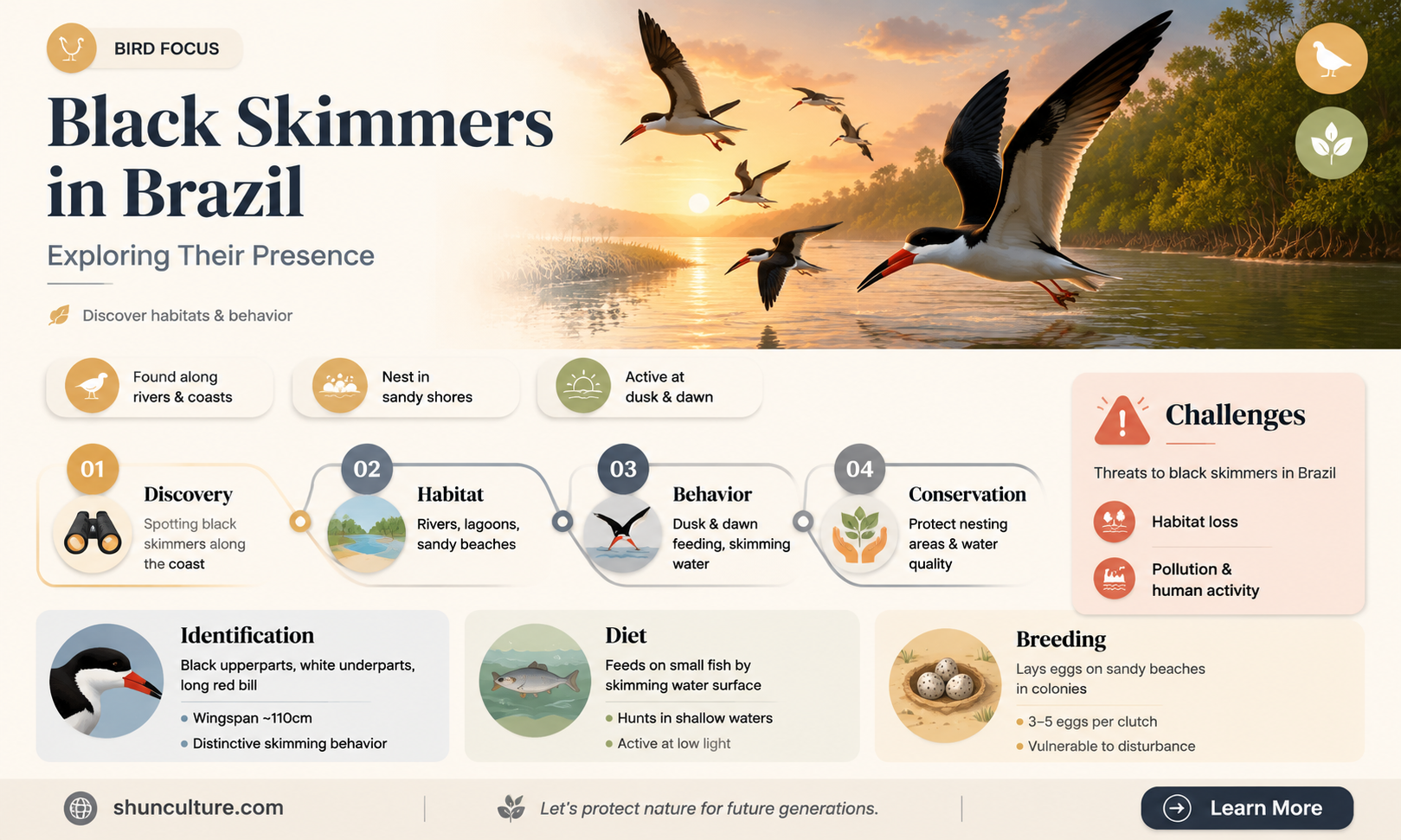 are black skimmers found in brazil