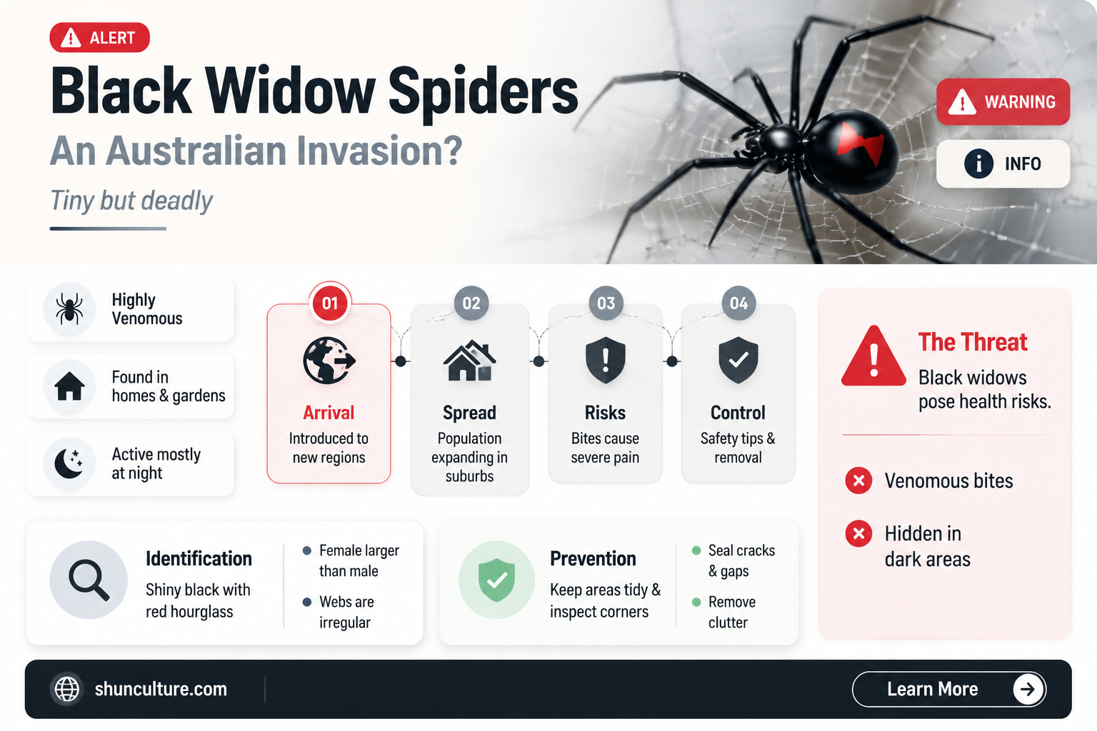 are black widow spiders found in australia