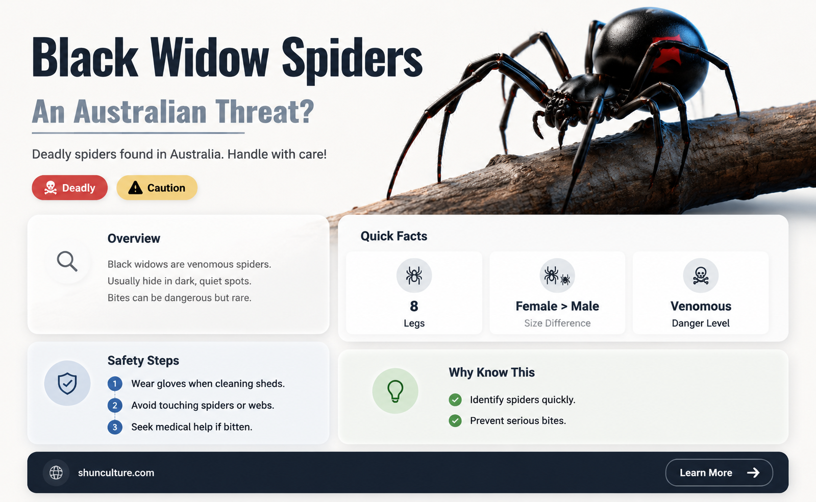 are black widow spiders found in western australia