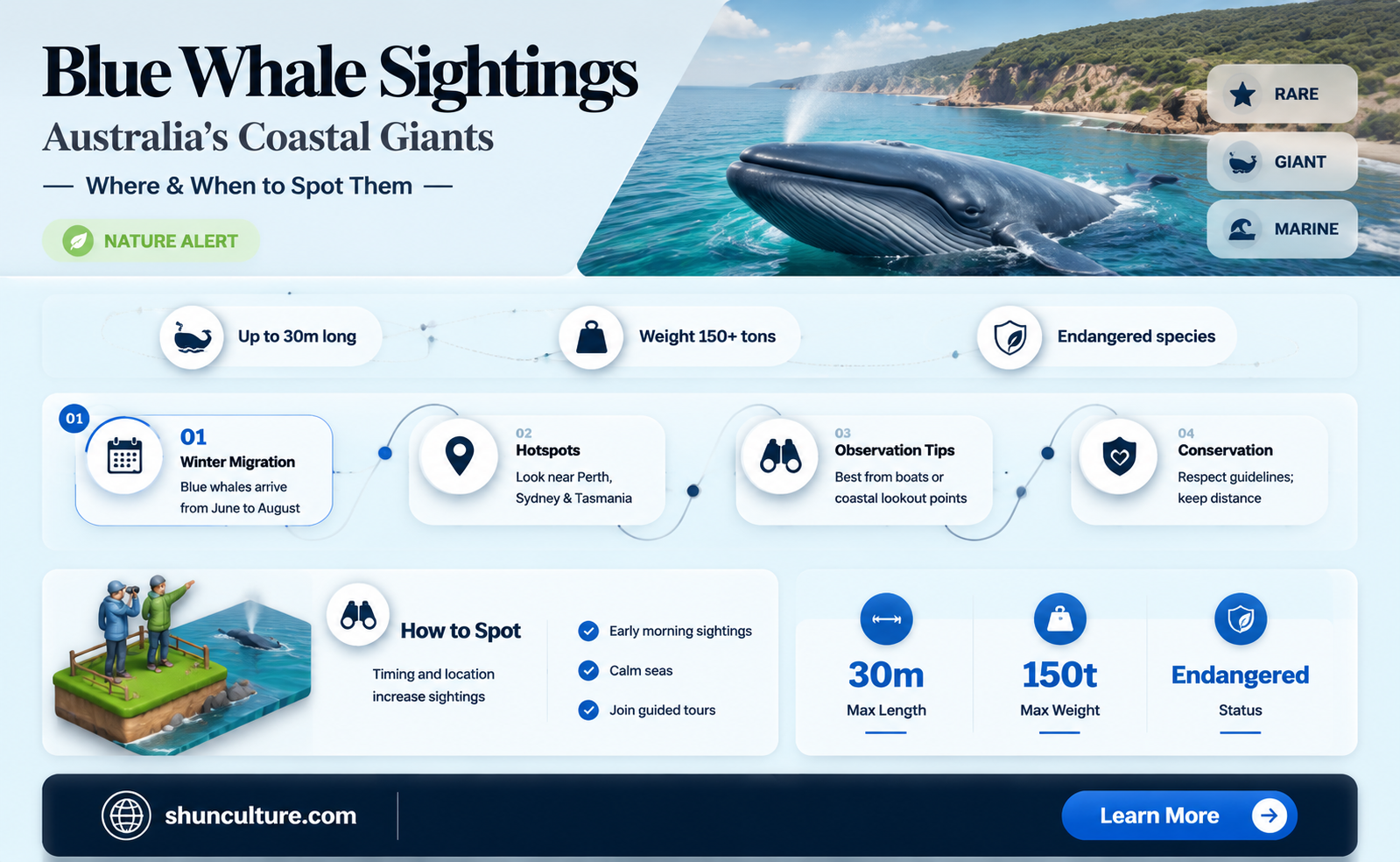 are blue whales found in australia