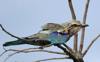 botswana