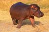 botswana