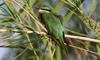 botswana