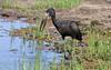 botswana