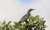 botswana