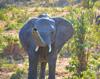 botswana
