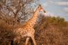 botswana