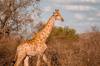 botswana