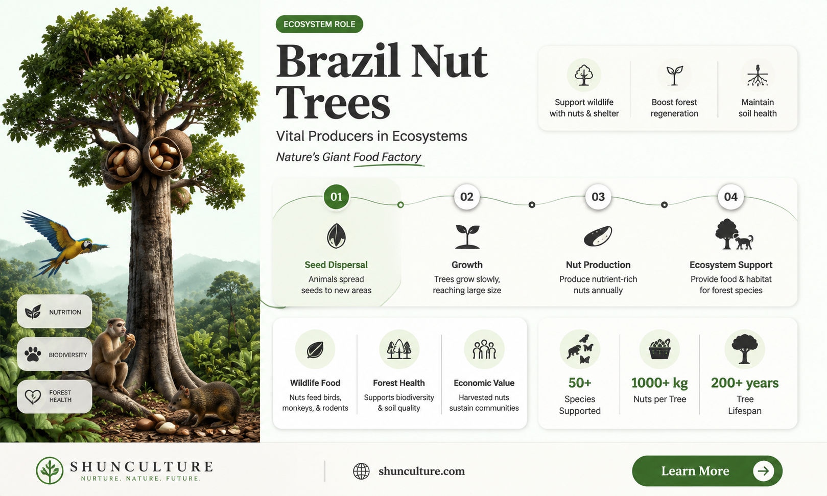 are brazil nut trees producers