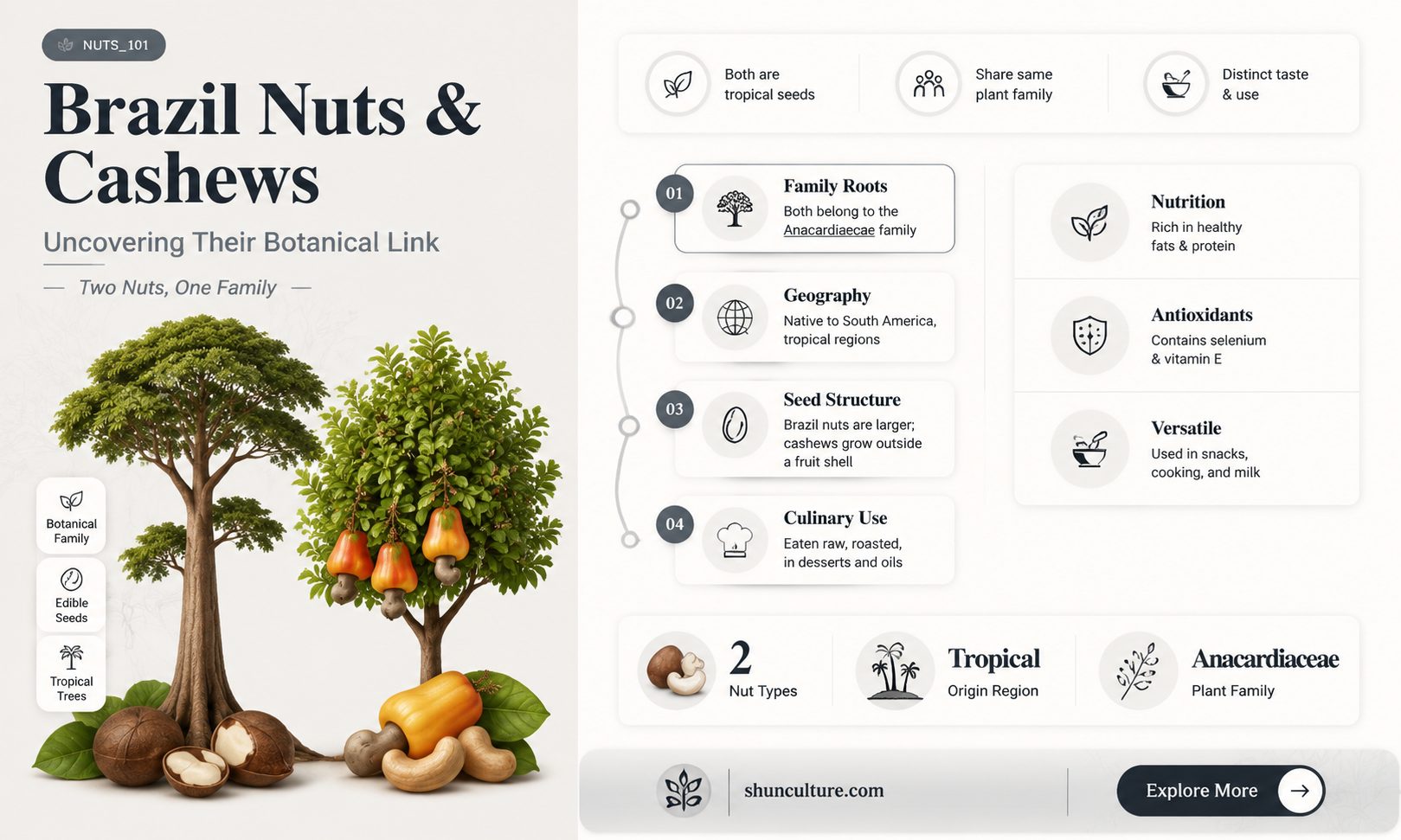 are brazil nuts related to cashews